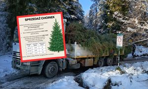 Leśnicy sprzedają choinki. Oto ceny