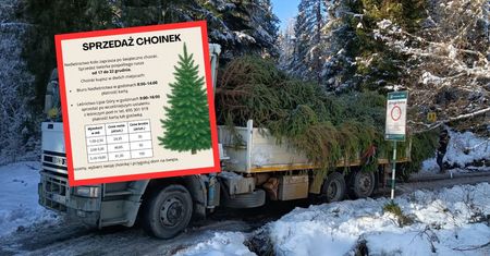 Leśnicy sprzedają choinki. Oto ceny
