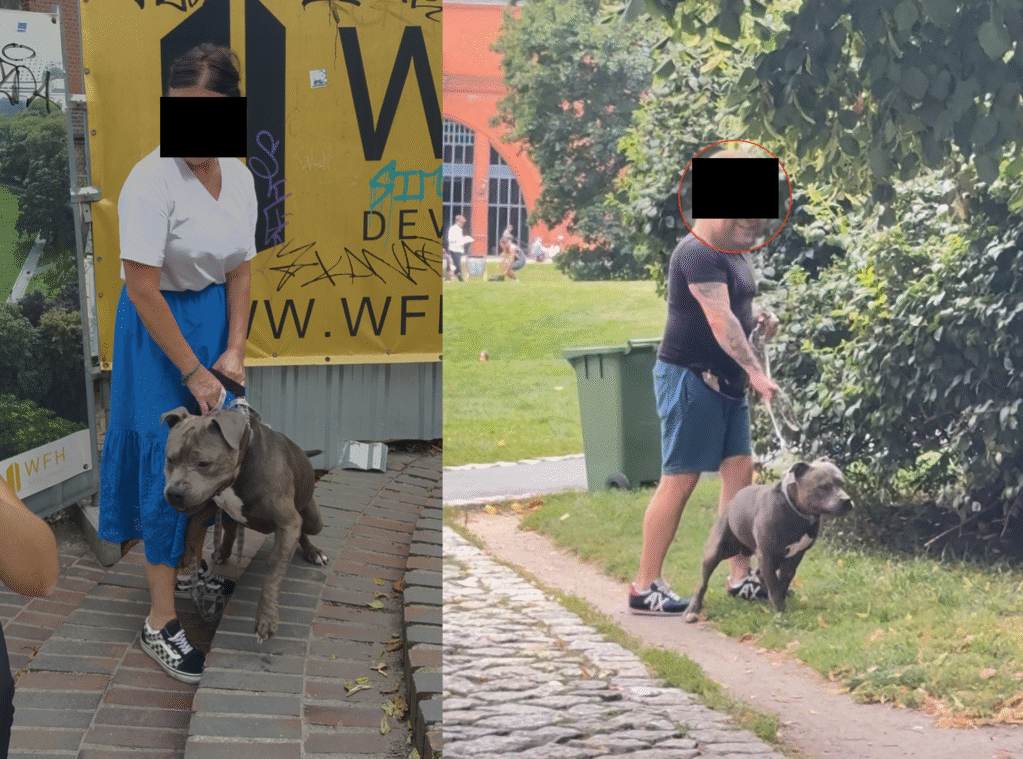 Poznań: Policja bada sprawę zagryzienia psa przez amstaffa