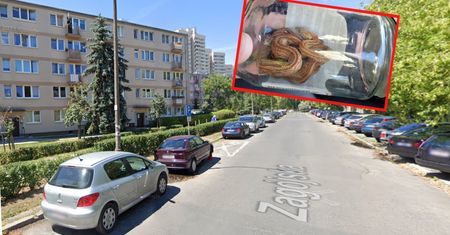 Wąż wpełznął do mieszkania w Warszawie i zasnął na łóżku
