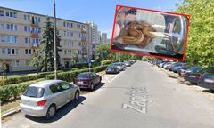 Wąż wpełznął do mieszkania w Warszawie i zasnął na łóżku