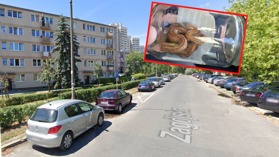 Wąż został znaleziony w jednym z mieszkań na Grochowie