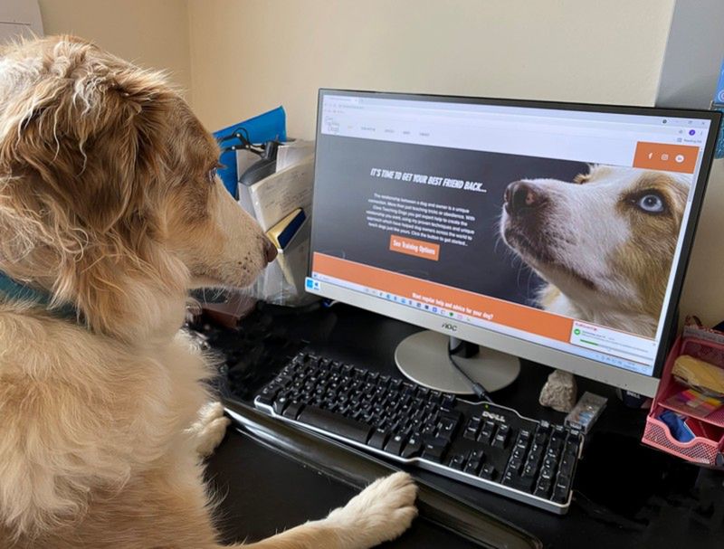 Najzabawniejsze zdjęcia zwierzaków domowych w konkursie Comedy Pet Photo Awards 2021 5