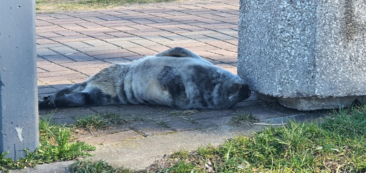 Mała foczka pod ławką w Gdańsku