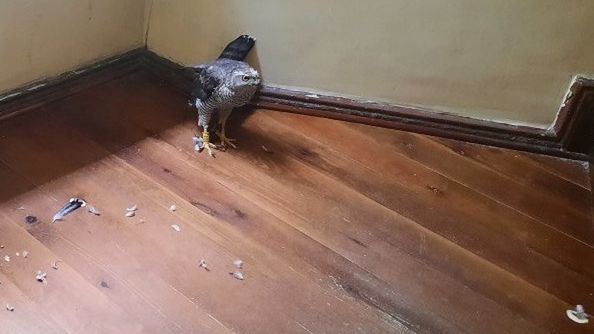 Krogulce "straszą" mieszkańców. Ekopatrol interweniuje