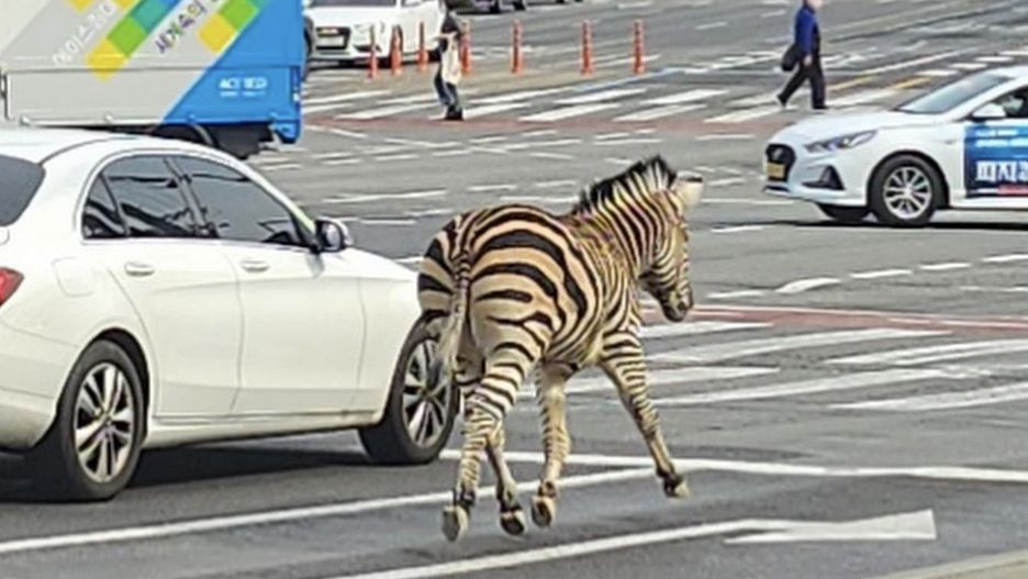 Zebra przez kilka godzin biegała ulicami Seulu