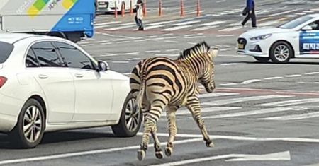 Zebra biegała po ulicy. Mieszkańcy nie dowierzali