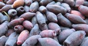 Nazywana "owocem wiecznej młodości". Wzmacnia serce i pomaga obniżać cholesterol