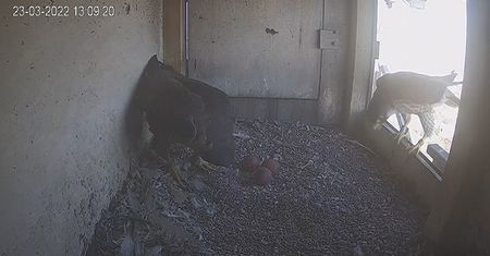 W gnieździe lubelskich sokołów są już trzy jaja