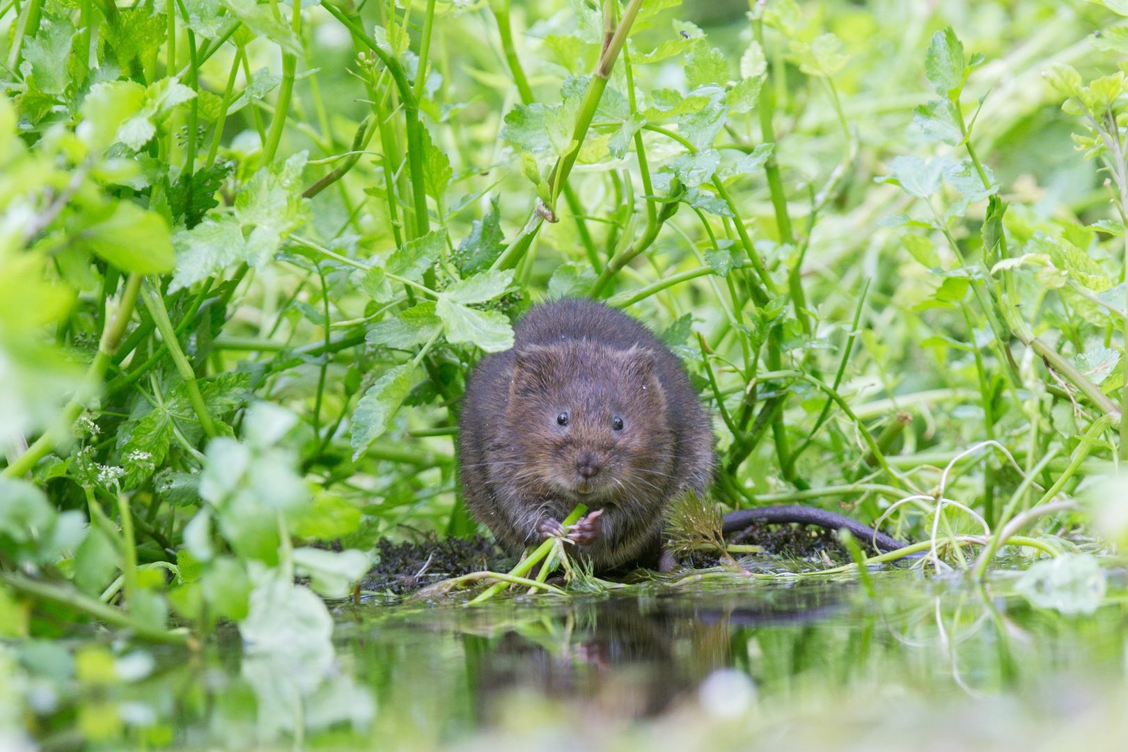 Karczownik ziemnowodny