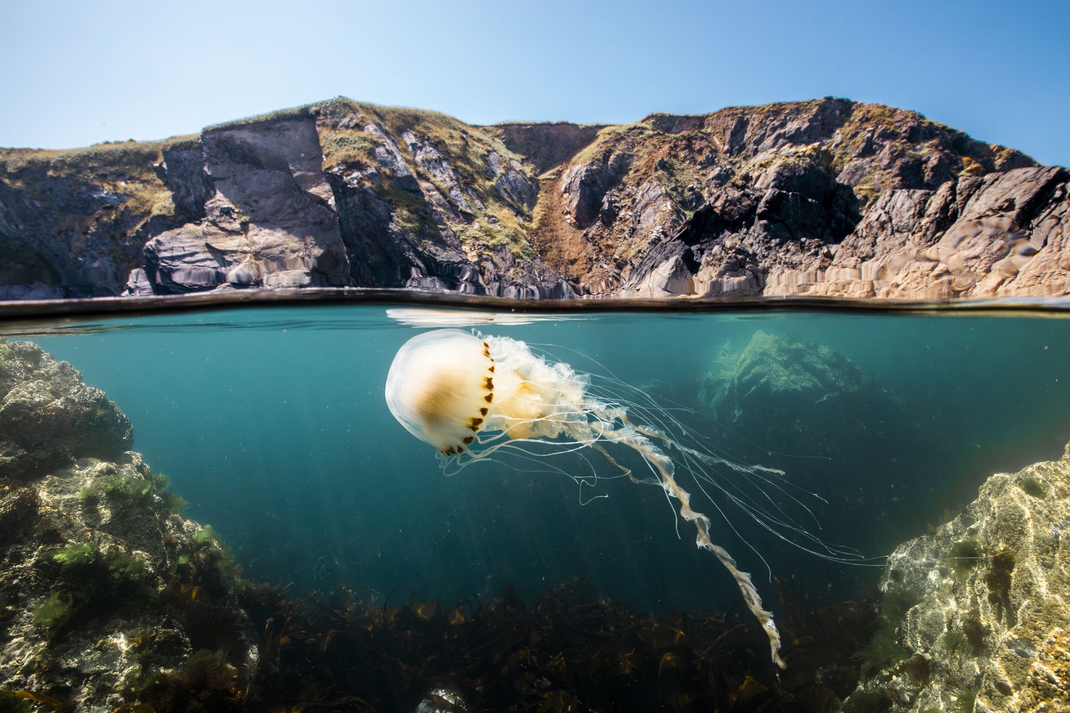 Meduza kompasowa u wybrzeży Pembrokeshire, Wielka Brytania