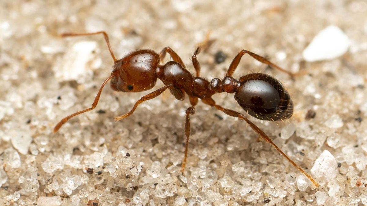 Mrówki ogniste odkryto w Europie