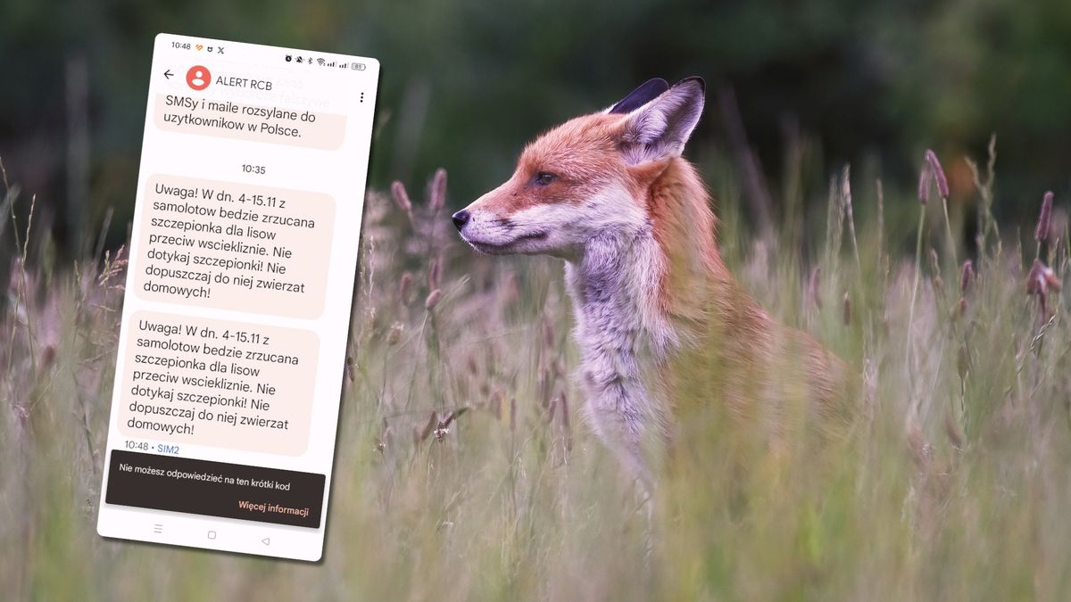 Alert RCB o akcji szczepienia lisów przeciwko wściekliźnie