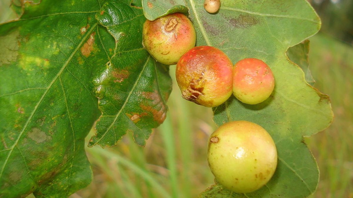 Latem na drzewach można zaobserwować tajemnicze kulki