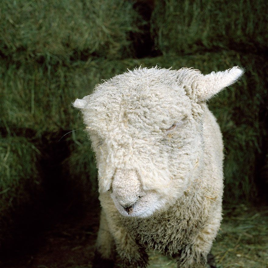 Stary MacInnis farmę miał, czyli piękne zdjęcia zwierząt hodowlanych 12