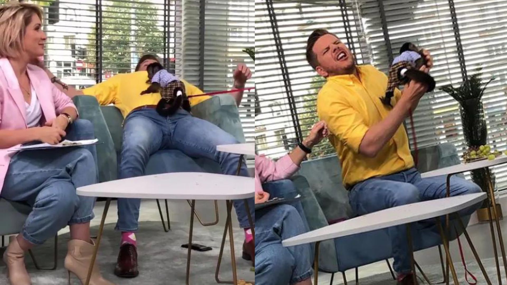 Małpi atak na Filipa Chajzera