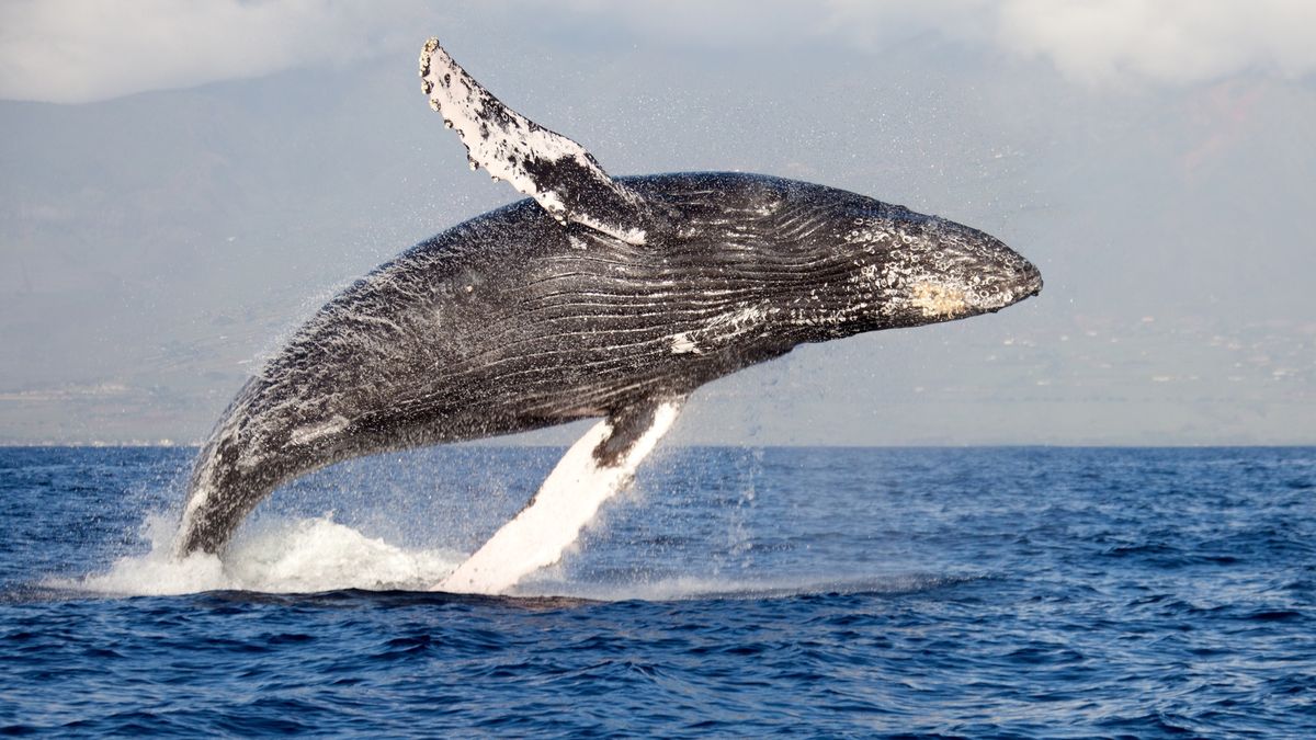 Wiele gatunków wielorybów jest zagrożonych wyginięciem