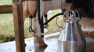 Zróżnicowanie cen mleka rośnie. Podlaskie na szczycie, centrum kraju w ogonie