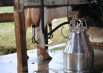 Zróżnicowanie cen mleka rośnie. Podlaskie na szczycie, centrum kraju w ogonie