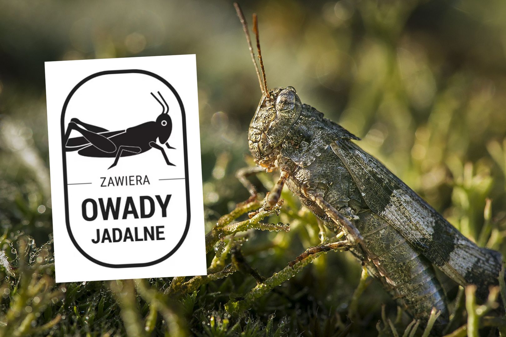 Polacy będą jeść owady? "Nie boję się nowych wyzwań"