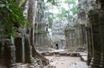 Ta Prohm - potęga przyrody