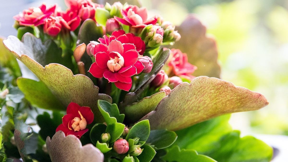 Żyworódka jest niewielką, ale efektowną rośliną.