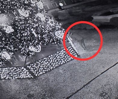 Połaszczył się na ozdoby z choinki. Wpadł, gdy wrócił po więcej