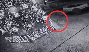 Połaszczył się na ozdoby z choinki. Wpadł, gdy wrócił po więcej