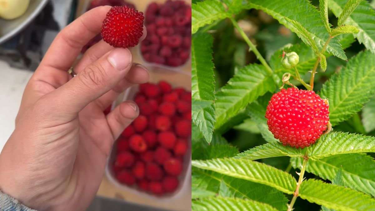 Ten owoc jest uprawiany w Polsce, ale mało kto zna. Rozkoszny natknął się na targu w Wilnie