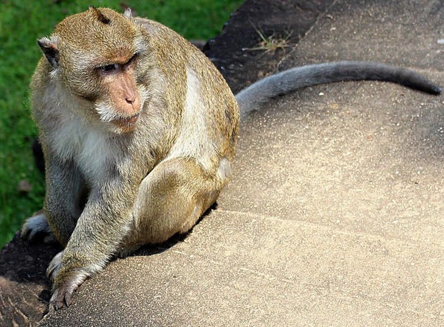 Makak otrzymał nerkę od genetycznie zmodyfikowanej miniaturowej świni - zdjęcie ilustracyjne