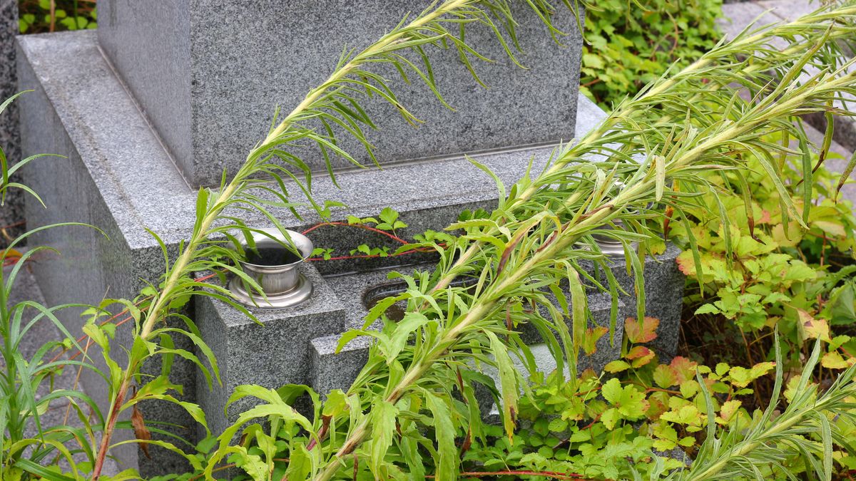 Jak pozbyć się chwastów wokół nagrobka?