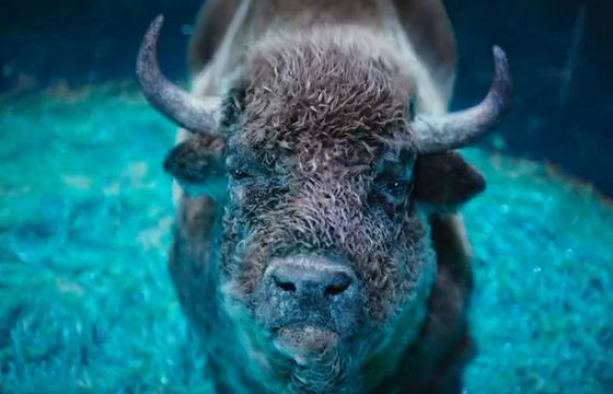 UFO w nowej reklamie piwa Żubr