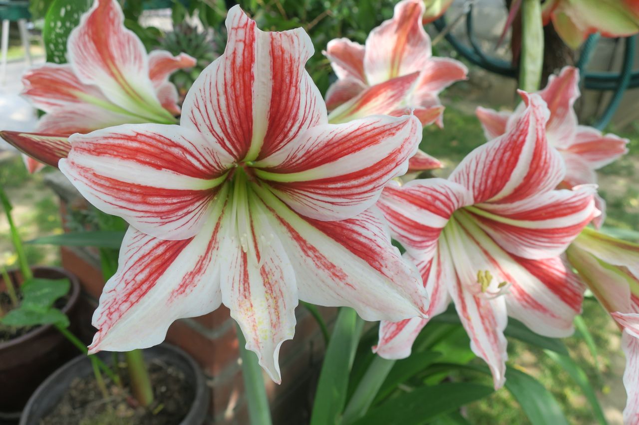 Hippeastrum zachwyca barwą kwiatów