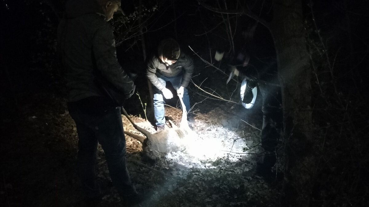Koziołek sarny z odciętą głową w krzakach przy ul. Lubelskiej w Kraśniku