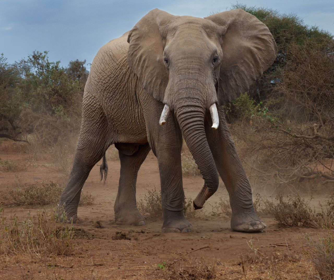 A tourist enraged the elephants.