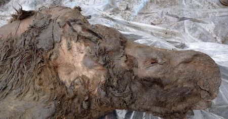 Naukowcy zacierają ręce. To coś ma 34 tys. lat. Zdjęcia z Syberii obiegły świat
