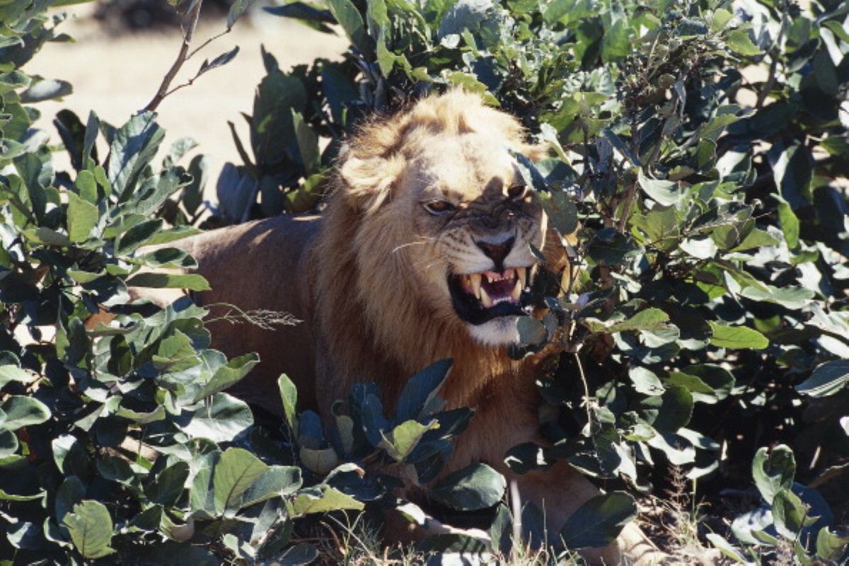Horror na safari. Lew zaatakował śpiących turystów