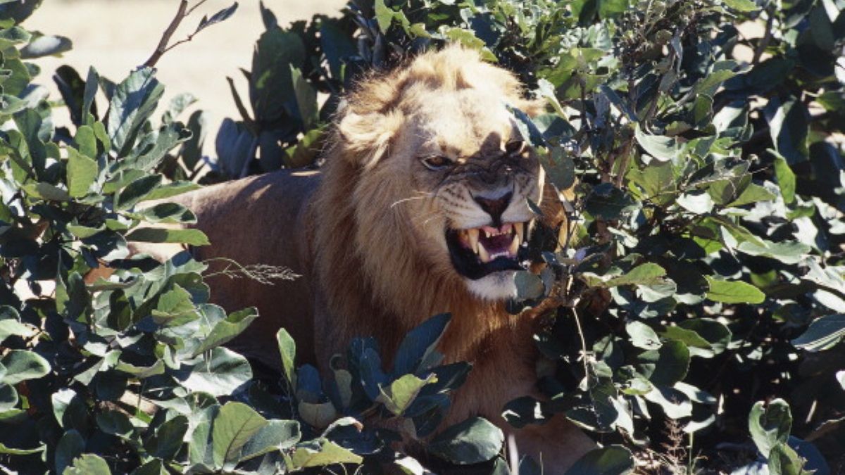 Do zdarzenia doszło w Parku Narodowym Ruaha w Tanzanii