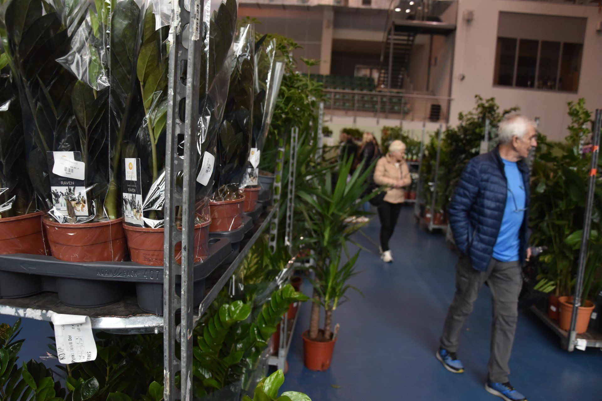 Festiwal Roślin w Tarnowie. W hali sportowej Akademii Tarnowskiej oferowane są różnorodne kwiaty doniczkowe i rośliny egzotyczne