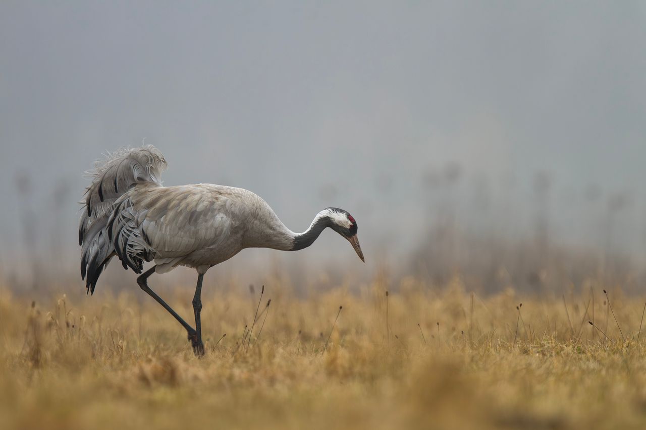 Warszawa: Ekopatrol pomógł żurawiowi. Zwierzę szukało pomocy u ludzi