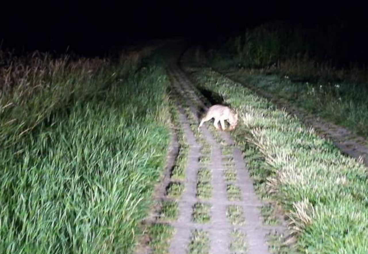 Był widziany na Pomorzu. Rolnik informuje o nowym drapieżniku