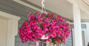 Kwitnie do listopada. "Milion dzwonków" bije na głowę pelargonię
