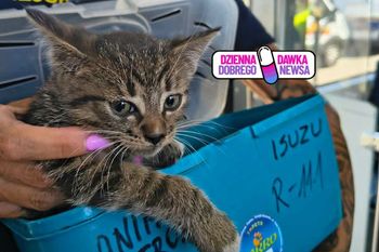 Usłyszeli go spod wagonu. Tramwaje stanęły. Kotek Szynek znalazł dom