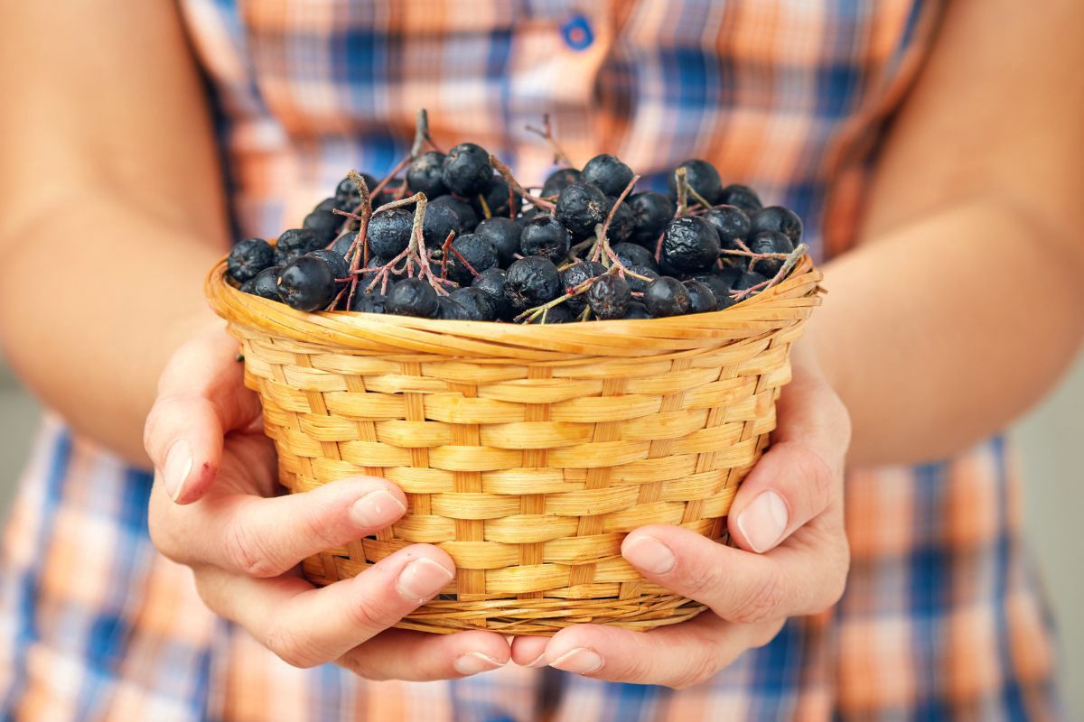 Aronia - Pyszności