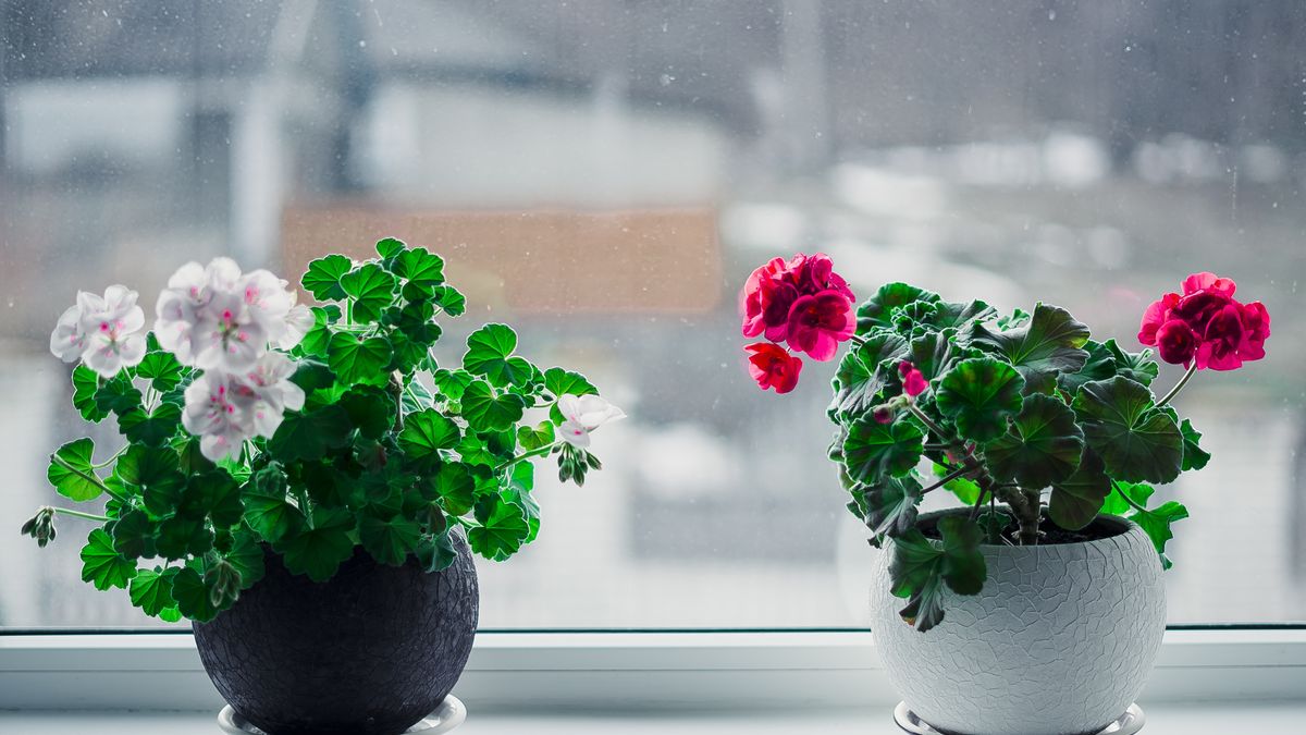 Zadbaj o kwiaty w domu i wetknij do doniczki zapałki