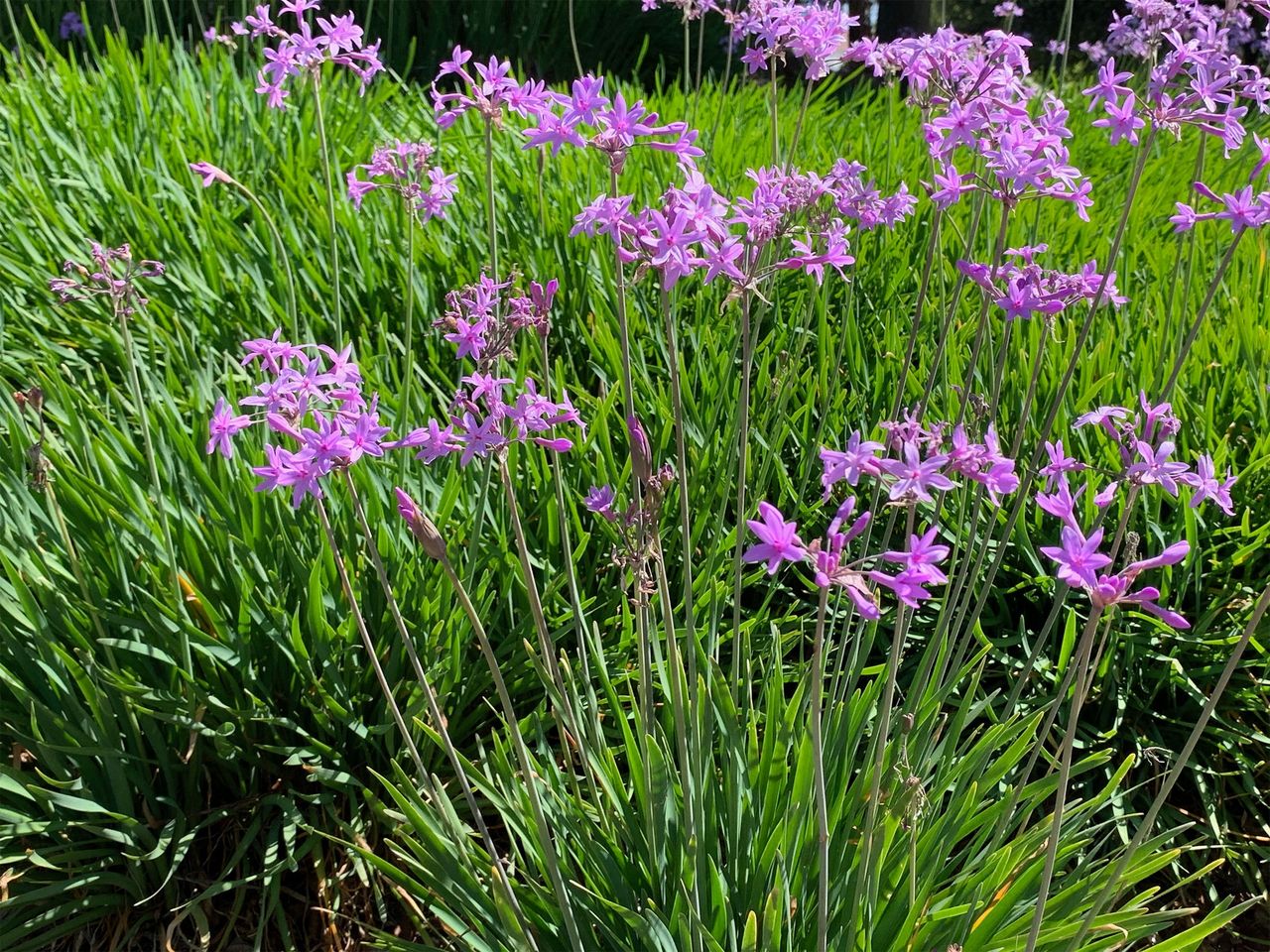 Tulbagia fioletowa