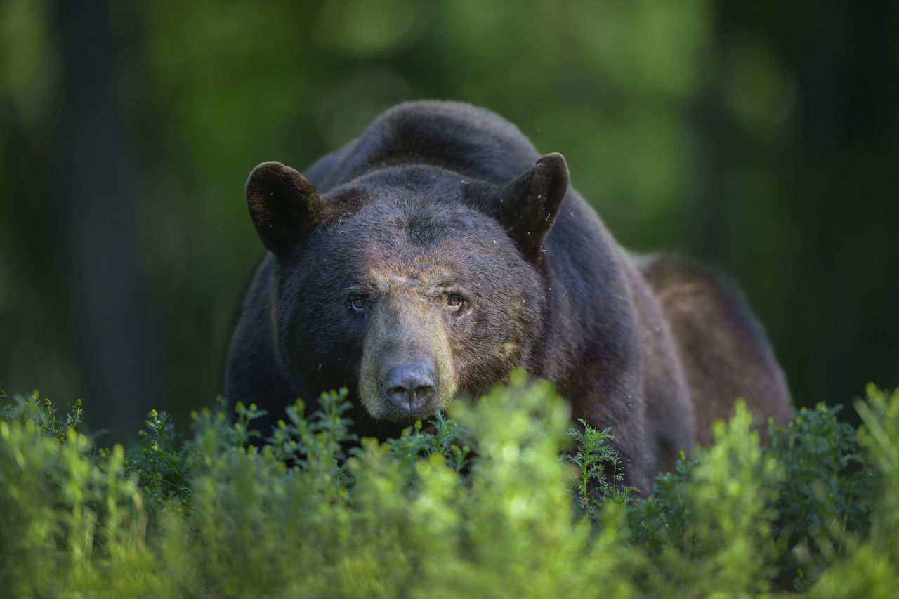Trwa polowanie na niedźwiedzia po śmiertelnym ataku na biegacza