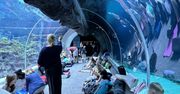 Łódź: Orientarium ZOO zaprasza na upiorną noc w tunelu oceanicznym