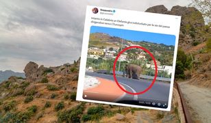 Słoń uciekł z cyrku. Poszedł do supermarketu