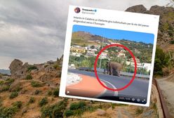 Słoń uciekł z cyrku. Poszedł do supermarketu